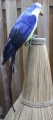 Veren vogel papegaai blauw 50 cm groot